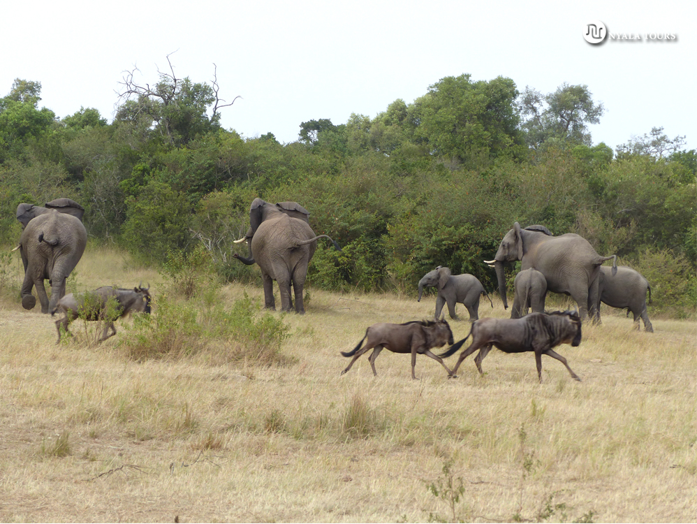 Estampida de ñus asusta a una familia de elefantes.   Wildebeest stampede scares a family of elephants
