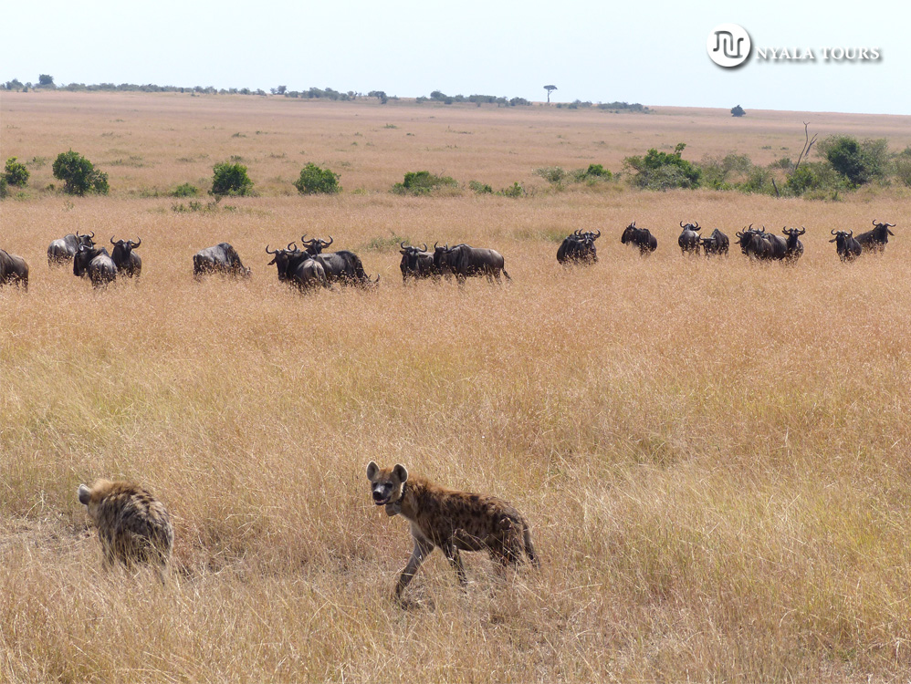 Hyena with a GPS tracking collar and gnus.  Hiena con collar GPS de rastreo con ñus.