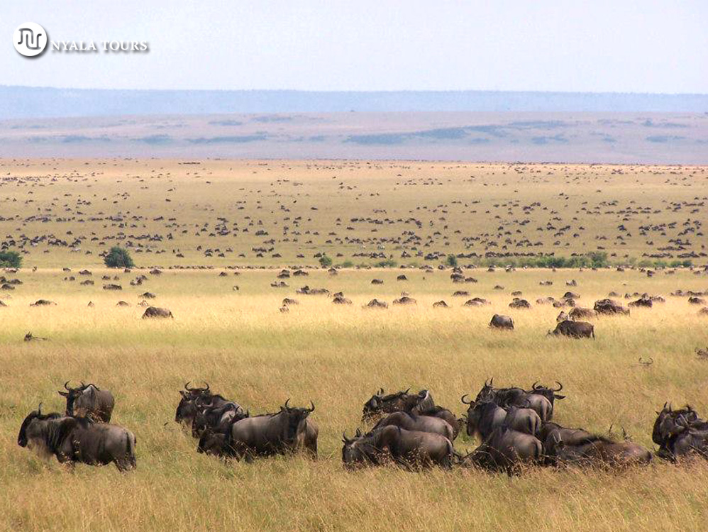 La migración de los ñus hasta el horizonte, Masai Mara.