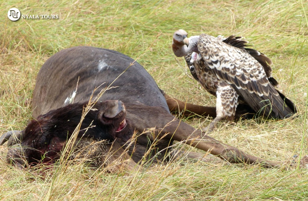 Rüppell´s Griffons Vulture and dead gnu sello