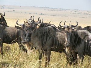La migración de ñus en Masai Mara 