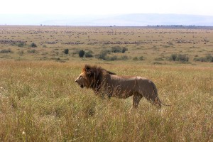 León en Masai Mara