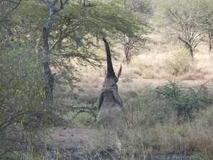 Elefante comiendo de una acacia en Serengeti