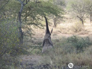 Elephant reaching up to the tree