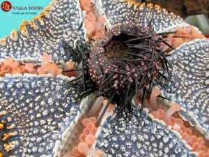 Starfish eating Sea urchin erizo del mar