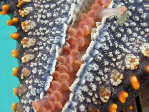 Starfish tentacles