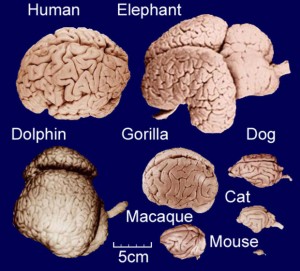 comparison-of-brains-from-mammals