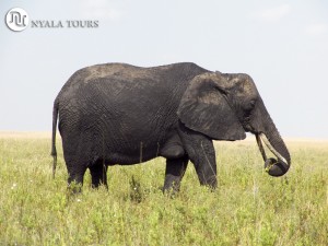 elephant profile