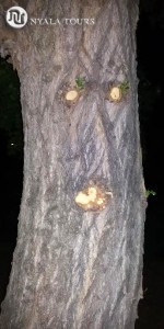 funny faced tree