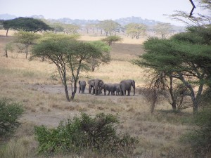 Elefantes en Serengeti