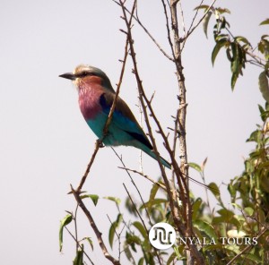 LILAC-BREASTED ROLLER sign small