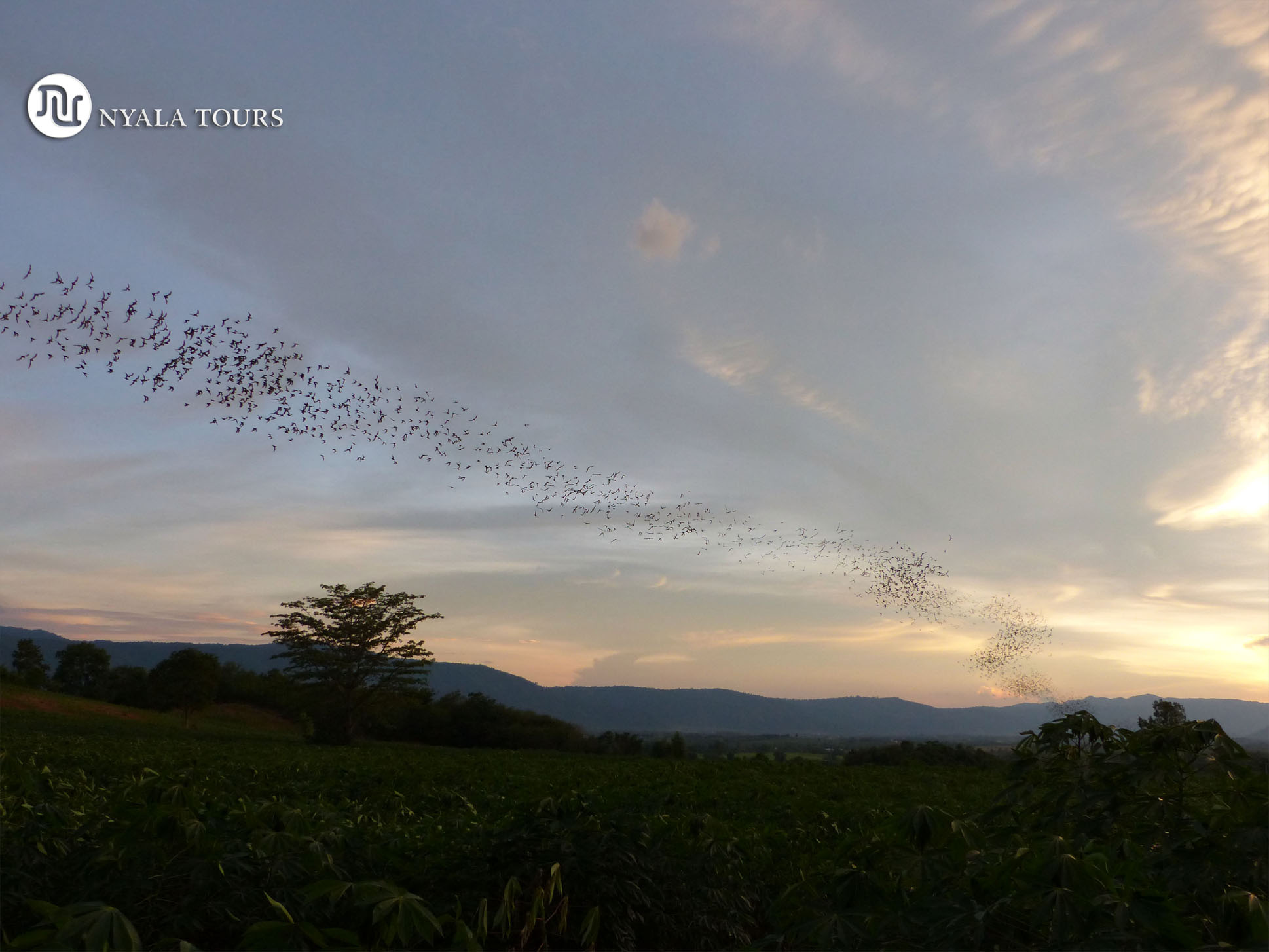 bats flying sunsetsmall