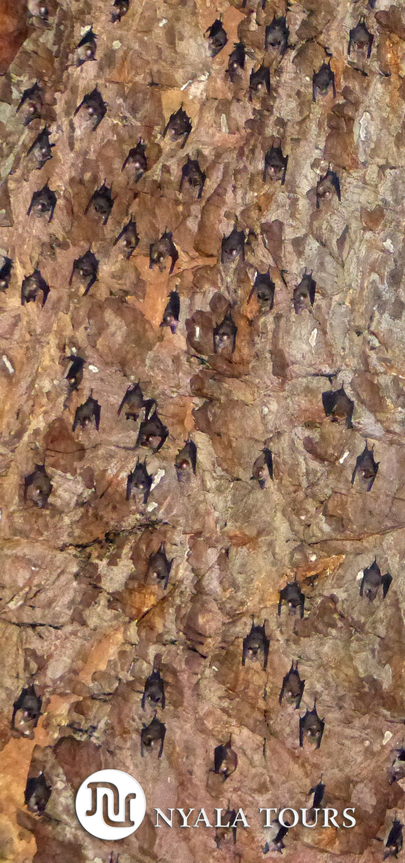 bats on ceiling