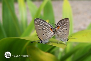 Butterflies mating