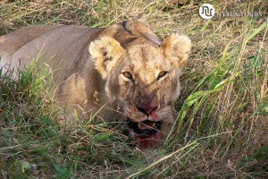 Lioness eating nyala.