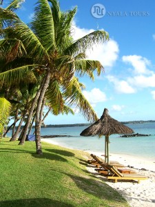 beach coconut trees