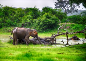 Elephant in the wild . Rainy weather. Country Of Sri Lanka