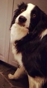 BORDER COLLIE LOOKING