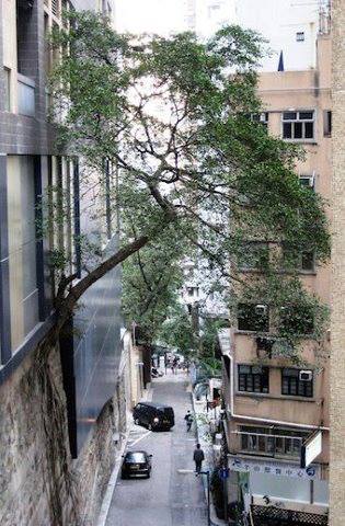 árbol creciendo de un edificio.