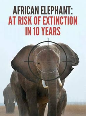 elephant in risk