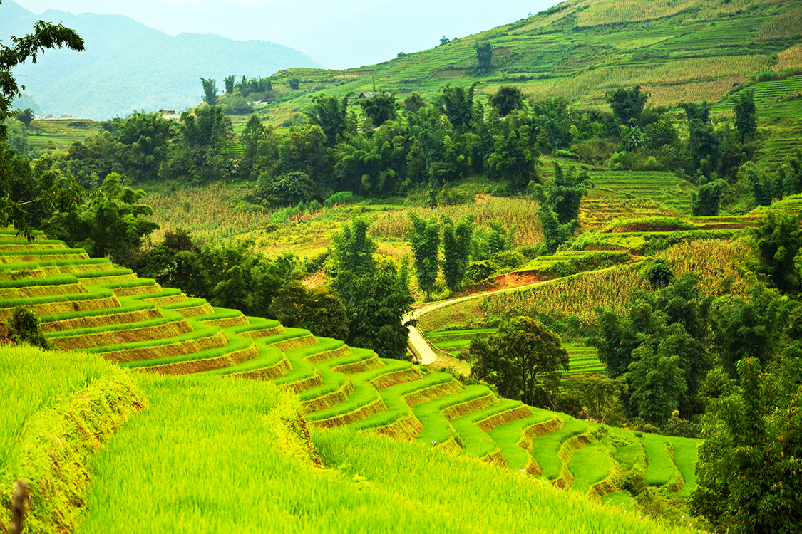 Rice field terraces at the nothern Vietnam