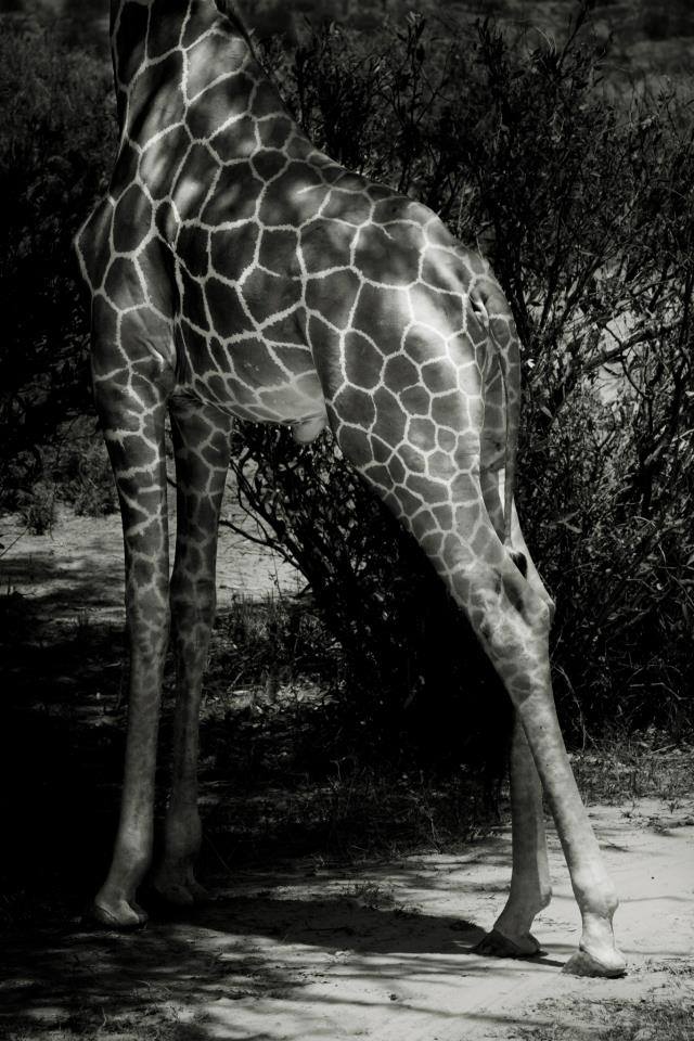 Jirafa reticulada - Reticulated giraffe © Diego Arroyo