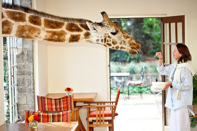 ©  Giraffe Manor / The Safari Collection