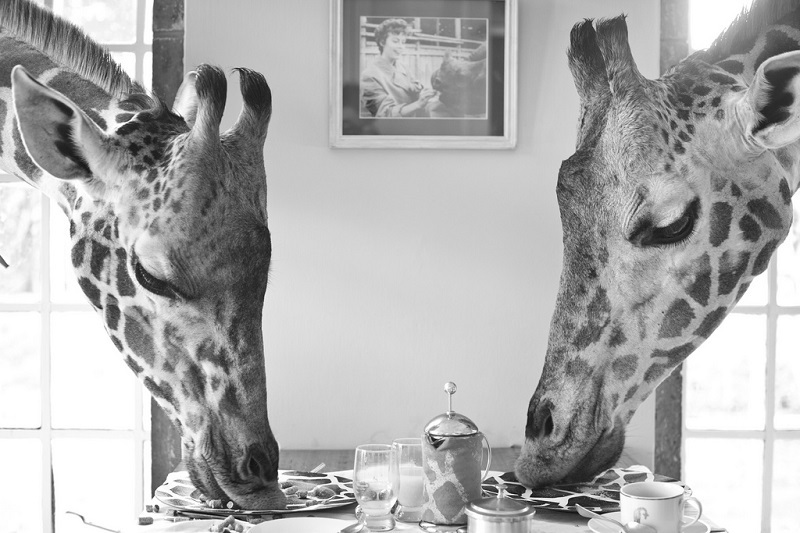 Photograph by Giraffe Manor........The Safari Collection