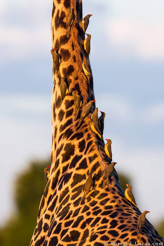 Picabueyes encima de una jirafa © Burrard-Lucas