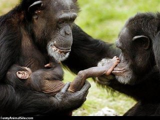 chimpanzee with baby