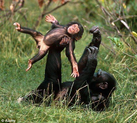 mother and baby chimp