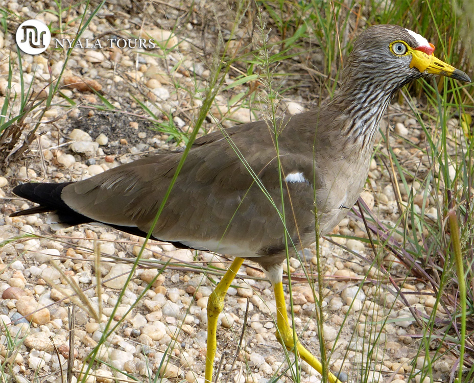Avefría senegalesa.   African wattled lapwing or Senegal wattled plover.  Ishasha, Queen Elizabeth National Park.