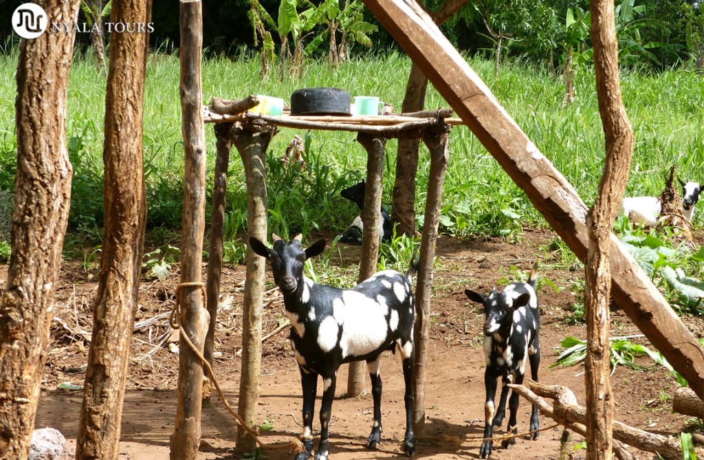 Cabras en el pueblo.    Goats in the village