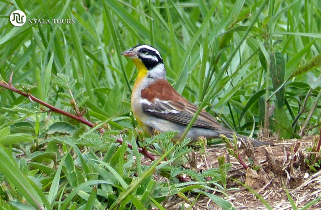 Golden-breasted bunting
