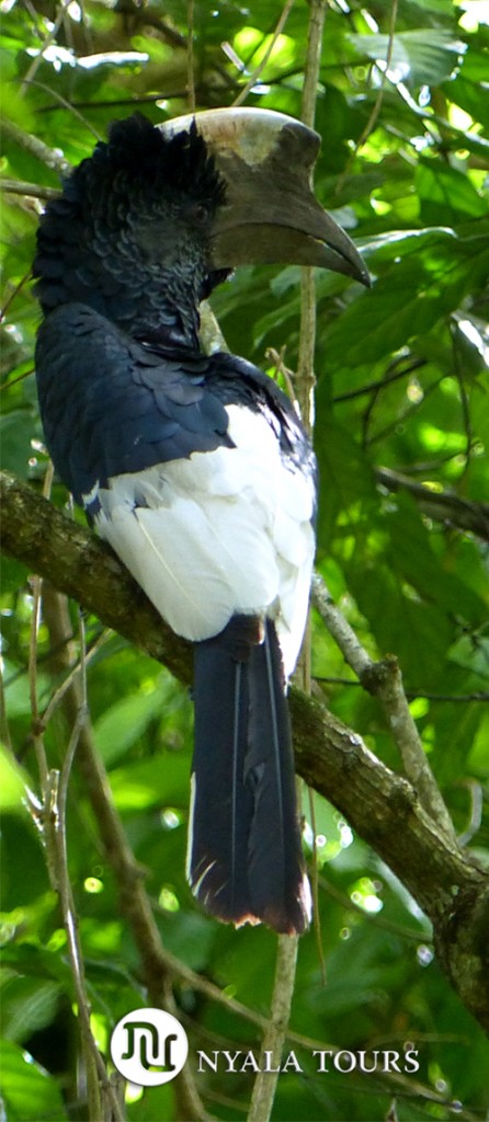 Calaó Blanquinegro.  Black and White Casqued Hornbill.