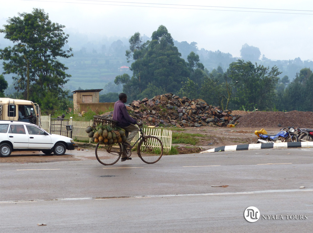 Piñas en bicicleta por el camino a Kampala.  Pineapple on bicycle, on the road to Kampala