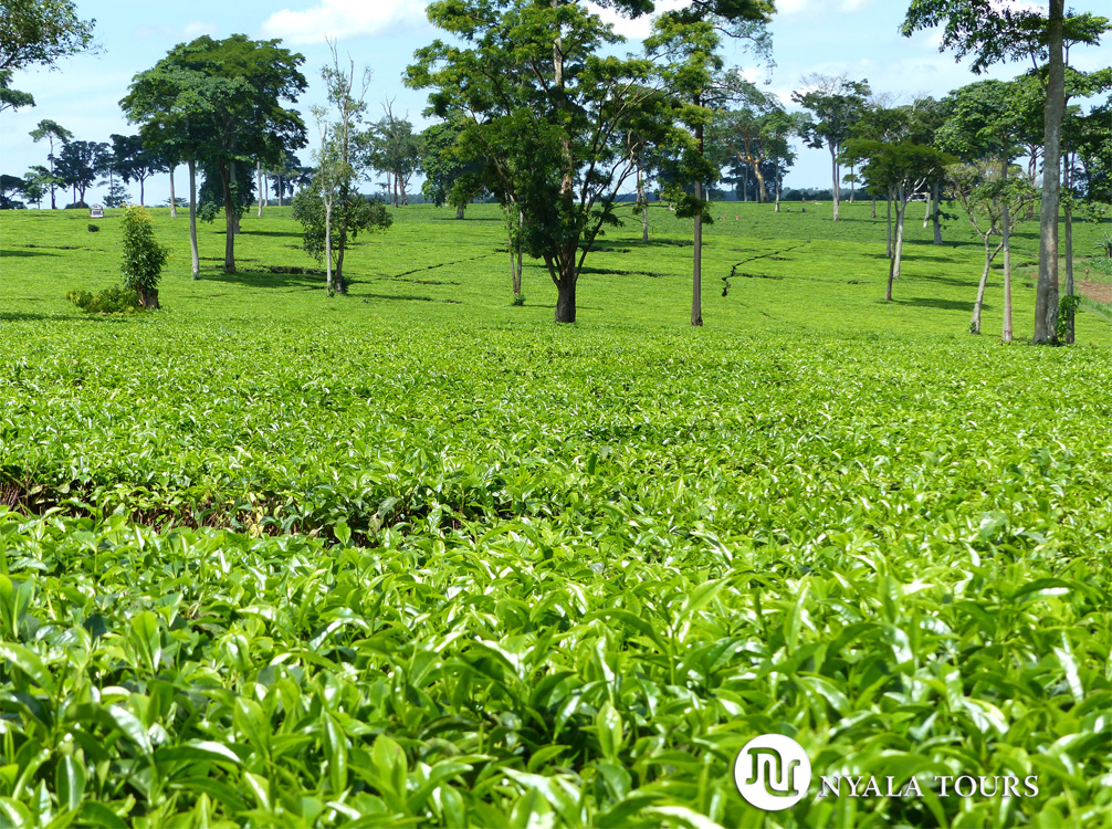 Plantaciones de té por el camino a los lagos de cráteres de Kasenda.  Tea plantations on the way to Kasenda Crater Lakes