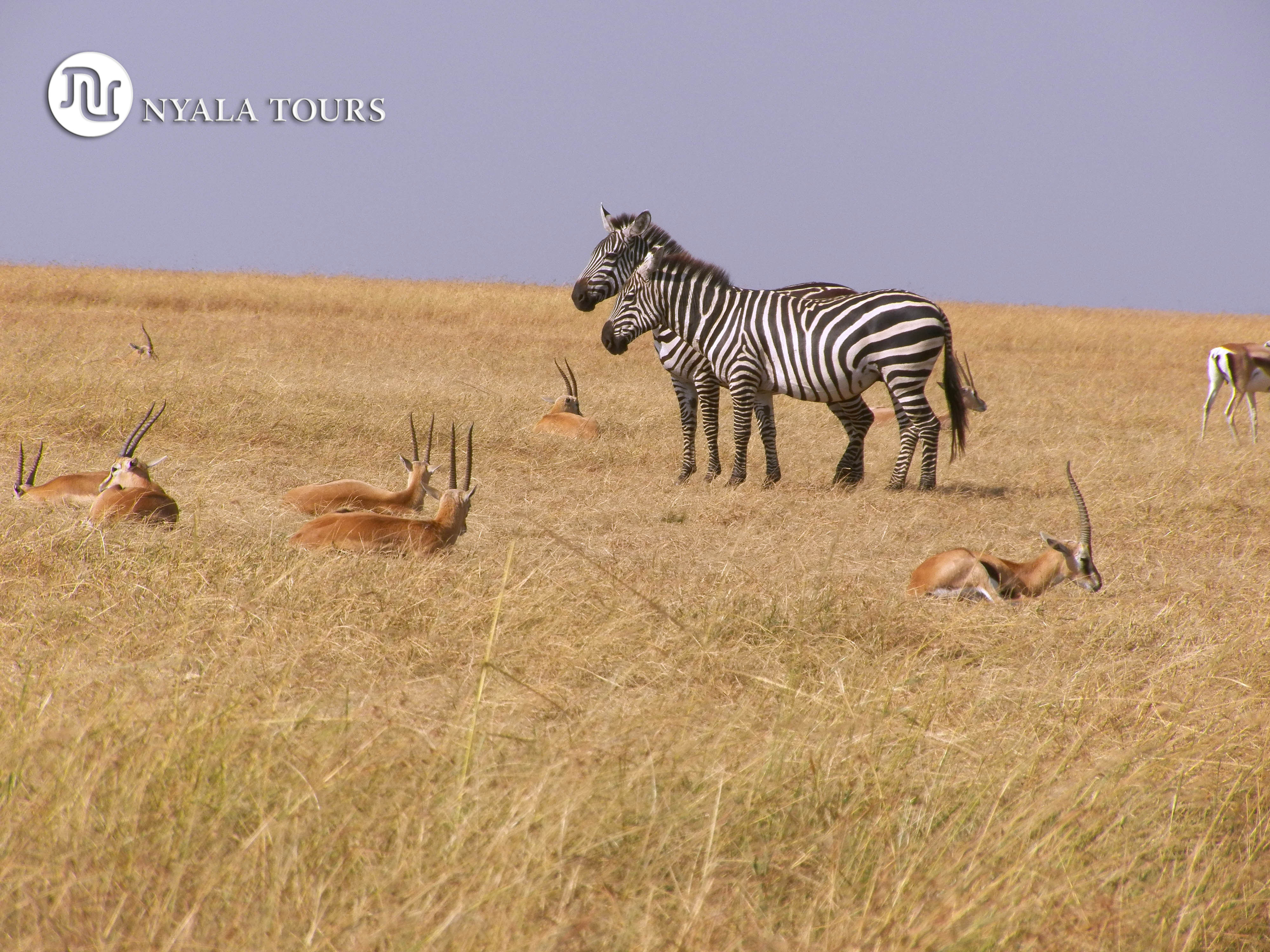 ZEBRAS AND GRAN´TS GAZZELES, Masai Mara.