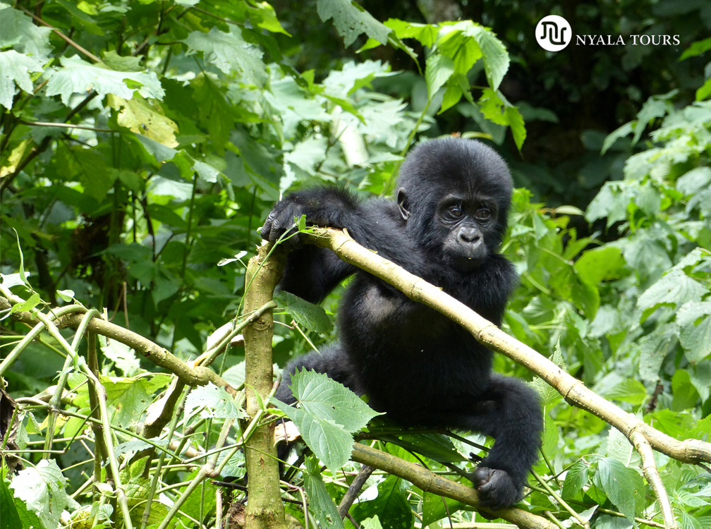 baby-gorilla-Bwindi