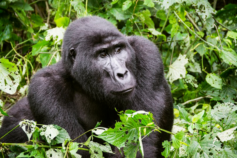 Treking de los gorilas.    Gorilla trekking.    Bwindi  © Sven Gusten
