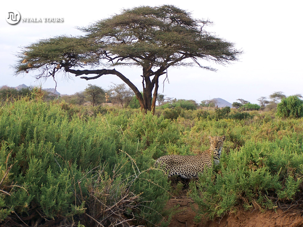 Leopard Samburu best1
