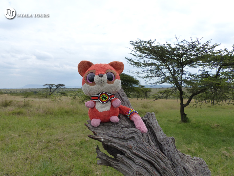 Ruby in Masai Mara.   Ruby in Masai Mara.