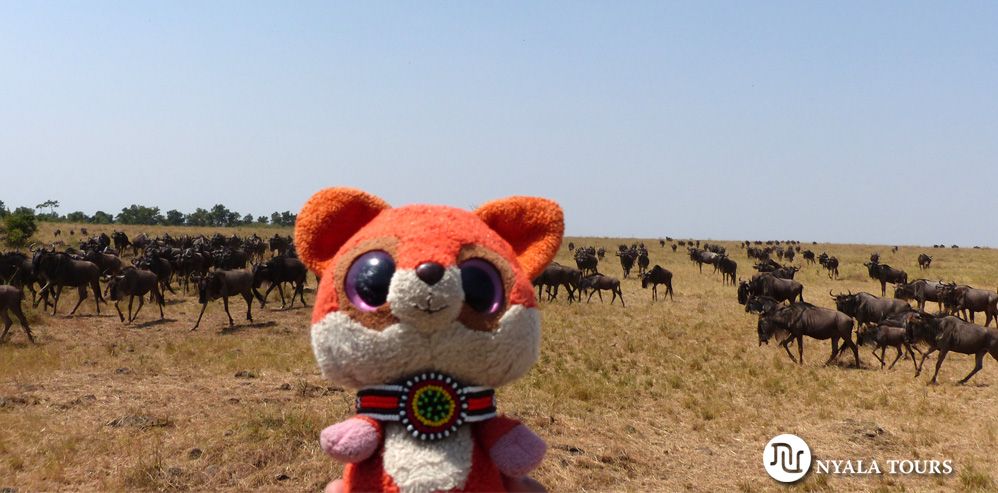 Ruby con los ñus.  Ruby with the wildebeests
