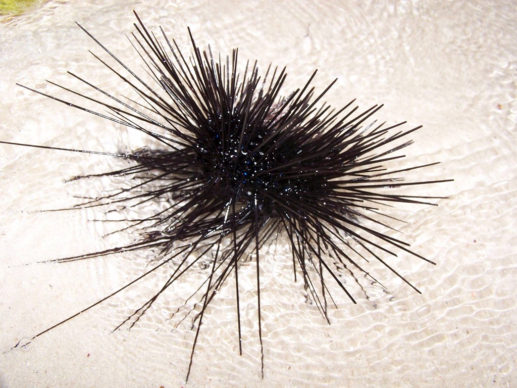 erizo de mar / sea urchin
