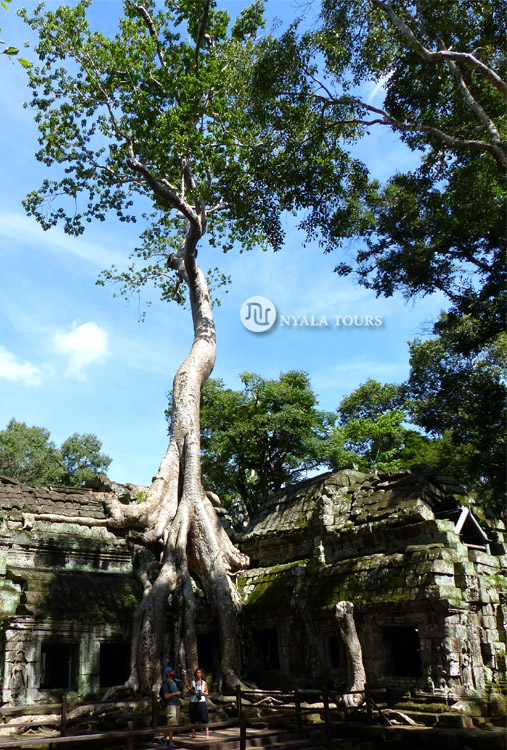 tree-roots-on-building-angkor