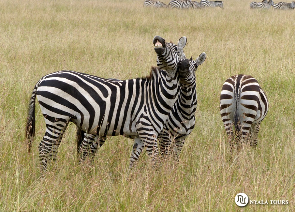 zebras-mara