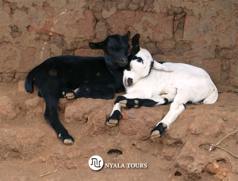 Kapenga Cultural Association Women´s project goats rtocado