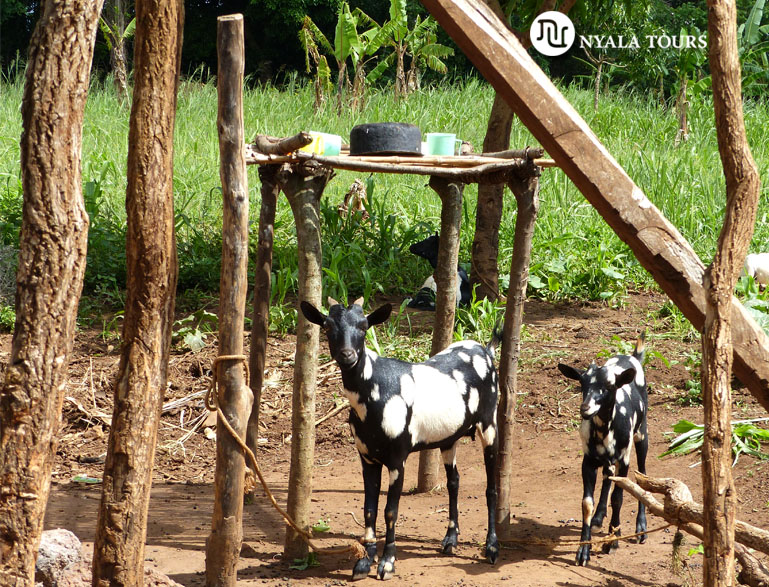 Kapenga Cultural Association Women´s project goats1
