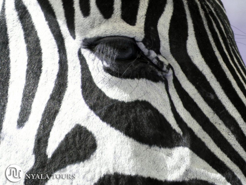 zebra face b&n