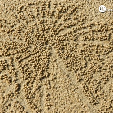 Cangrejos de la arena Pelele – Malasia